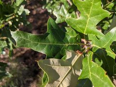 Dendrocoris humeralis