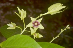 Trigonostemon phyllocalyx