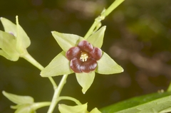 Trigonostemon phyllocalyx