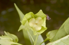 Trigonostemon phyllocalyx