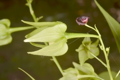 Trigonostemon phyllocalyx