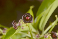 Trigonostemon phyllocalyx