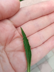 Verbena brasiliensis