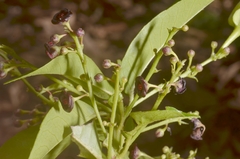 Trigonostemon phyllocalyx