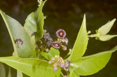 Trigonostemon phyllocalyx