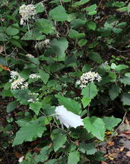 Pericallis appendiculata image