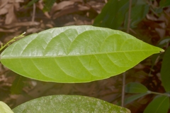 Trigonostemon phyllocalyx