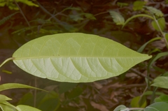 Trigonostemon phyllocalyx