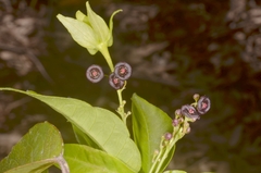 Trigonostemon phyllocalyx