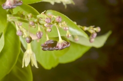 Trigonostemon phyllocalyx