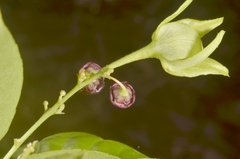 Trigonostemon phyllocalyx