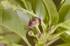 Trigonostemon phyllocalyx