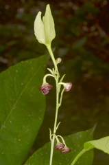 Trigonostemon phyllocalyx