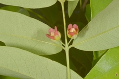 Cratoxylum cochinchinense