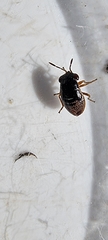 Geocoris grylloides
