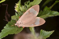 Amerila astreus