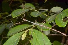 Clitumninae
