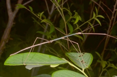 Clitumninae