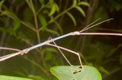 Clitumninae