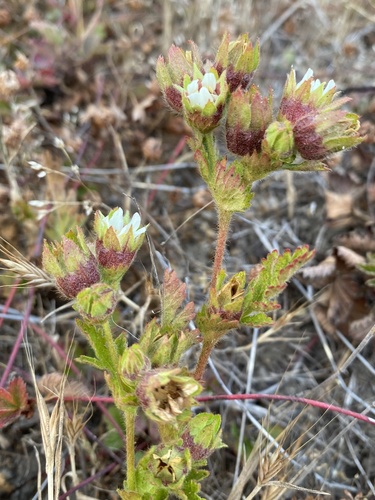 Potentilla californica