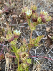 Potentilla californica