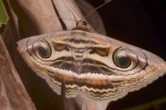 Spirama helicina