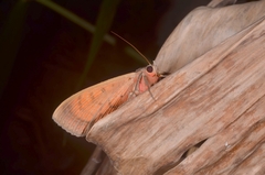 Spirama helicina