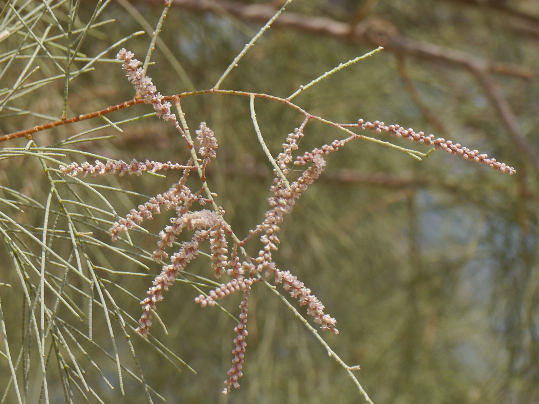 Tamarix aphylla (L.) H.Karst.