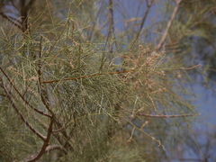 Tamarix aphylla