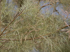 Tamarix aphylla
