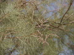 Tamarix aphylla