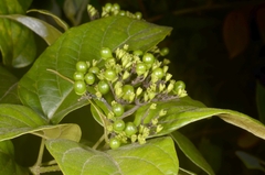 Premna