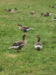 Anser anser