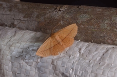 Striglina