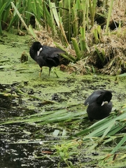 Fulica atra