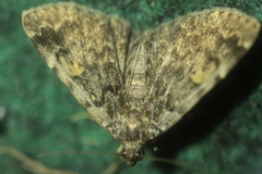 Idia calvaria