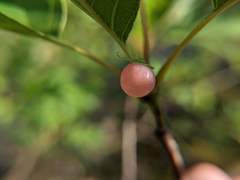 Amphibolips nubilipennis