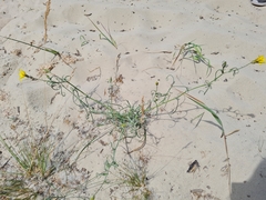 Tragopogon ucrainicus