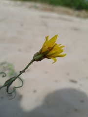 Tragopogon ucrainicus