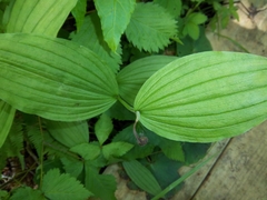 Cypripedium parviflorum