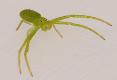 Cetratus