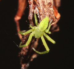Sidymella rubrosignata