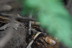 Phrynobatrachus latifrons