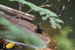 Phrynobatrachus latifrons