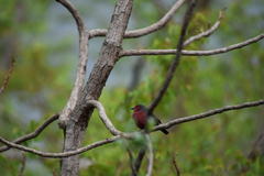 Mali Firefinch photo 2