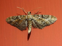 Eupithecia anticaria