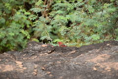 Lagonosticta senegala