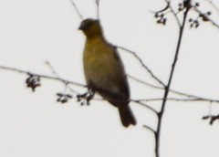 Ploceus cucullatus