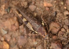 Acrididae