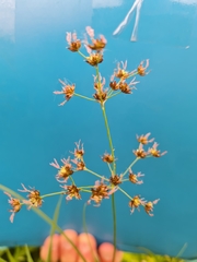 Juncus atratus